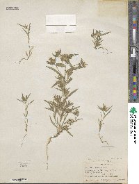 Collomia linearis image