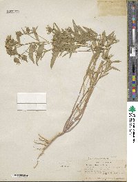 Collomia linearis image