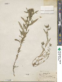 Collomia linearis image