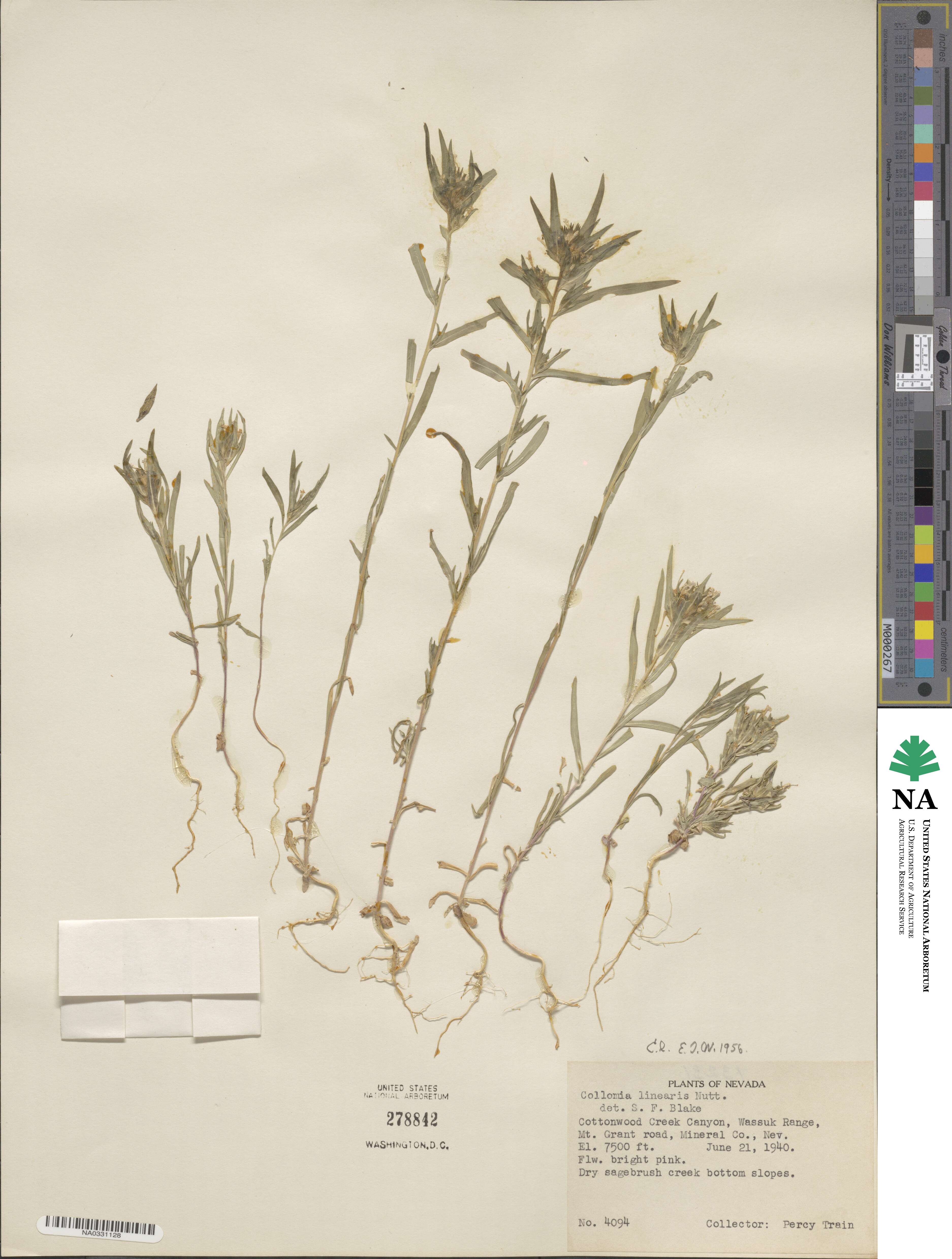 Polemonioideae image
