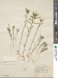 Collomia linearis image