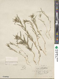 Collomia linearis image