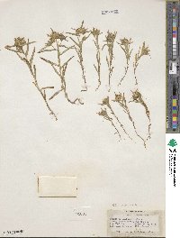 Collomia linearis image