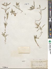 Collomia linearis image