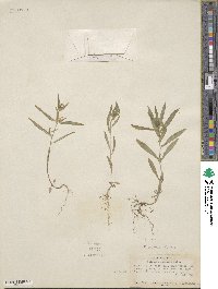 Collomia linearis image