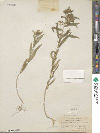 Collomia linearis image