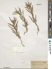 Collomia linearis image