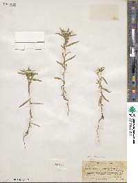 Collomia linearis image