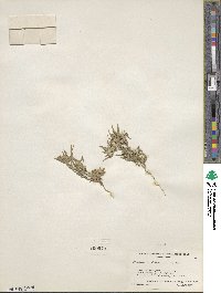 Collomia linearis image