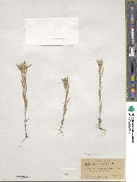 Collomia linearis image