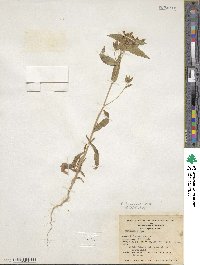 Collomia linearis image