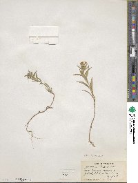 Collomia linearis image