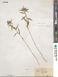 Collomia linearis image