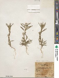 Collomia linearis image