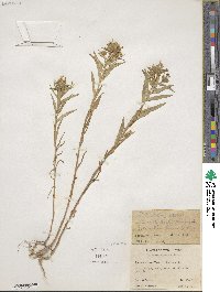 Collomia linearis image