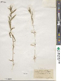 Collomia linearis image