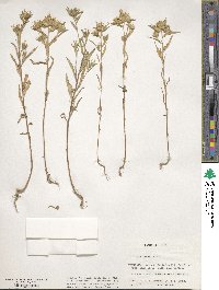 Collomia linearis image