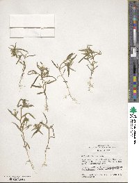 Collomia linearis image