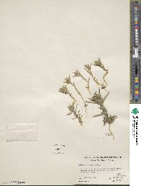 Collomia linearis image