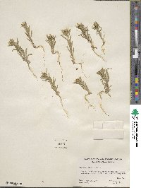 Collomia linearis image