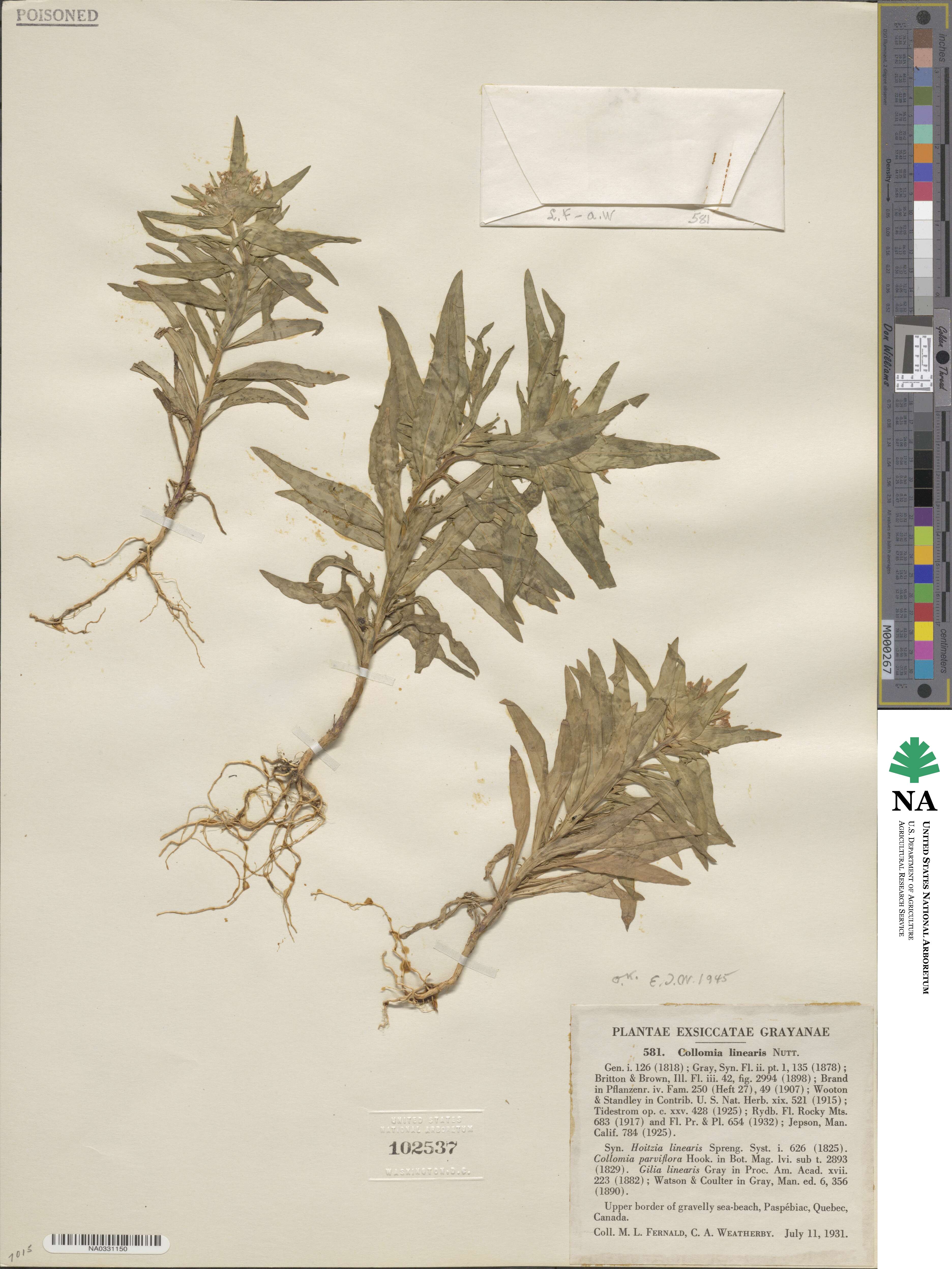 Polemoniaceae image