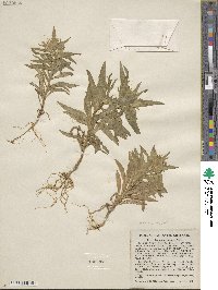 Collomia linearis image