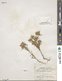 Collomia linearis image