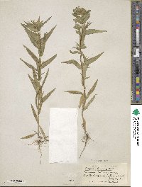 Collomia linearis image