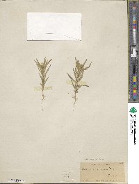 Collomia linearis image