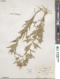 Collomia linearis image