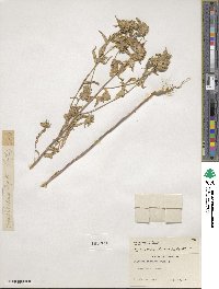 Collomia linearis image