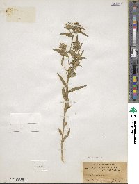 Collomia linearis image