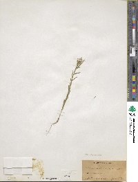 Collomia linearis image