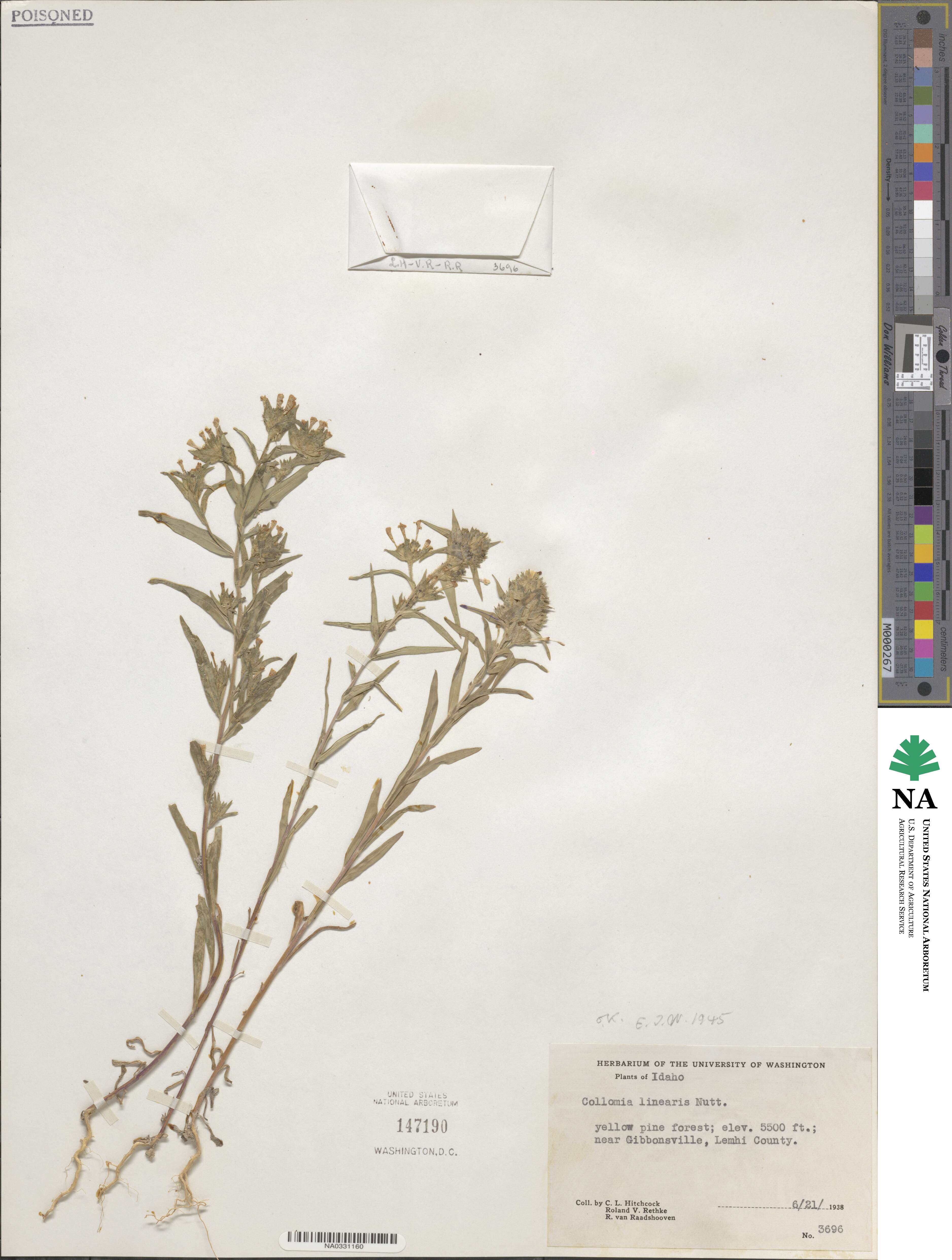 Collomia image
