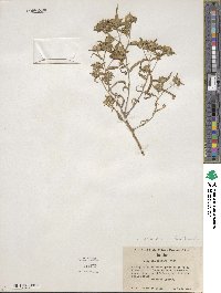 Collomia linearis image