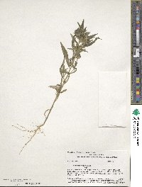 Collomia linearis image