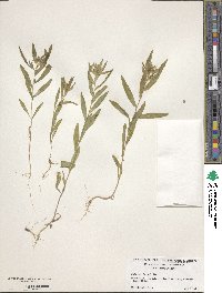 Collomia linearis image