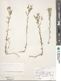 Collomia linearis image