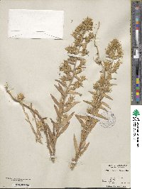 Collomia linearis image