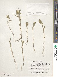 Collomia linearis image