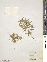 Collomia linearis image