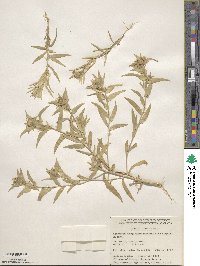 Collomia linearis image