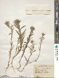 Collomia linearis image