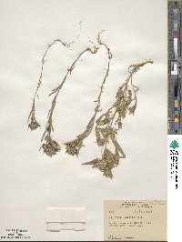 Collomia linearis image