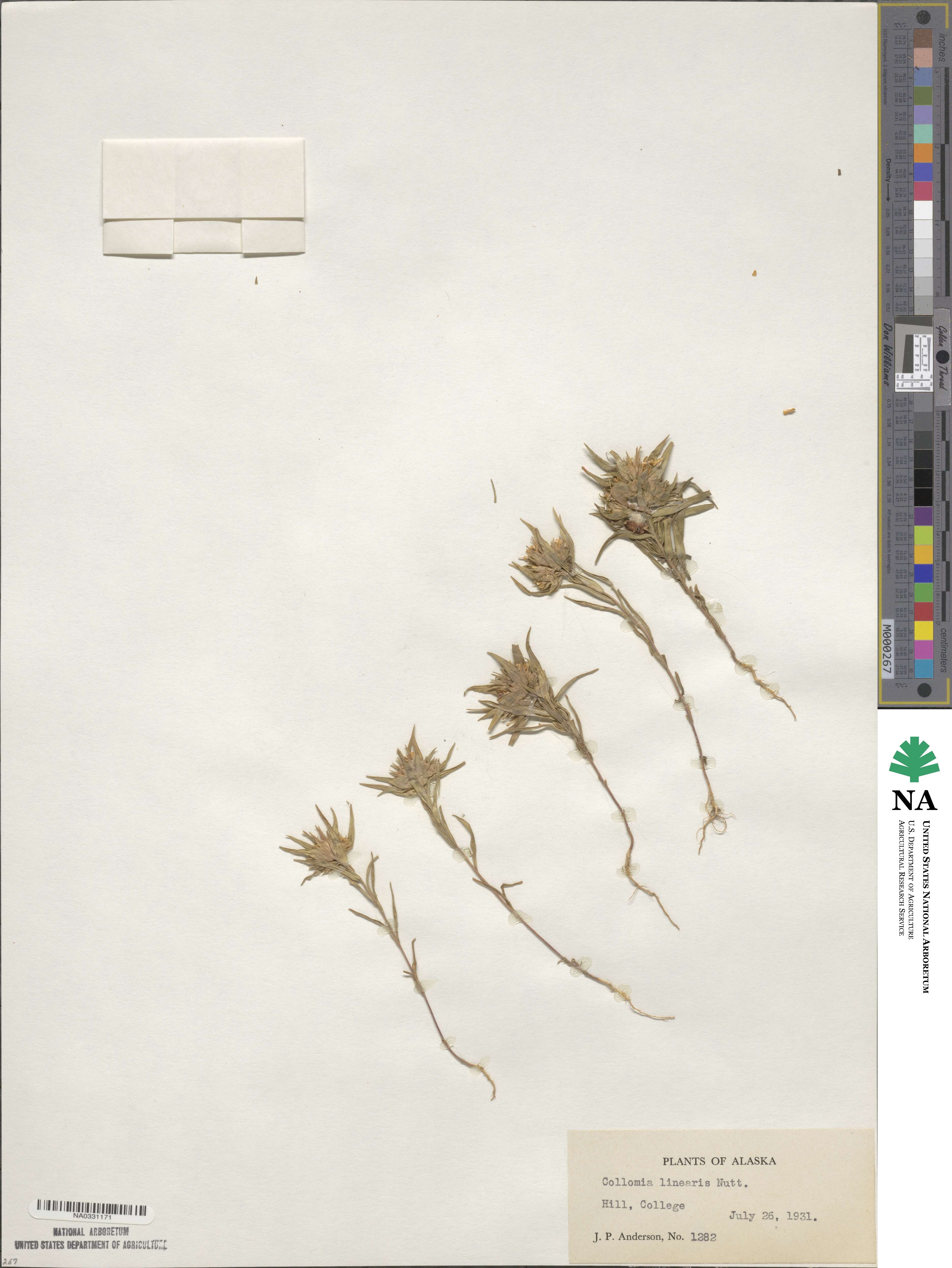 Collomia linearis image