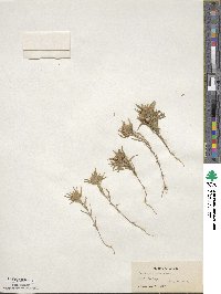 Collomia linearis image