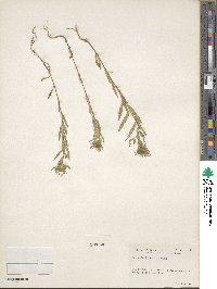 Collomia linearis image