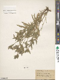 Collomia linearis image