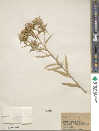 Collomia linearis image