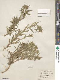 Collomia linearis image